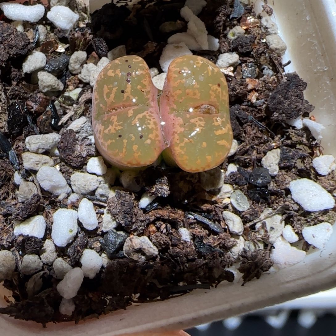 肉锥多肉植物百科-泡泡勋章1497