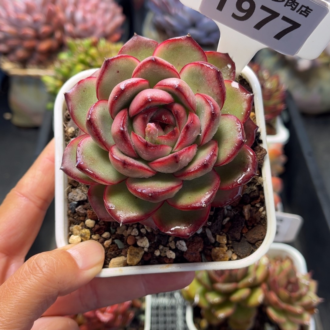 1977 满30包邮天冷地区必拍保温箱