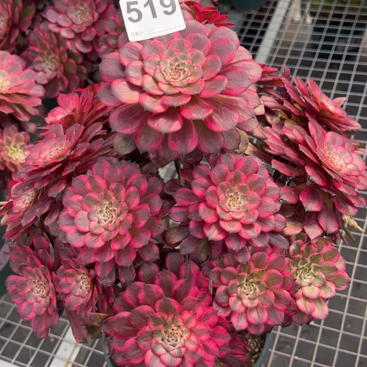 519血姬30厘米左右