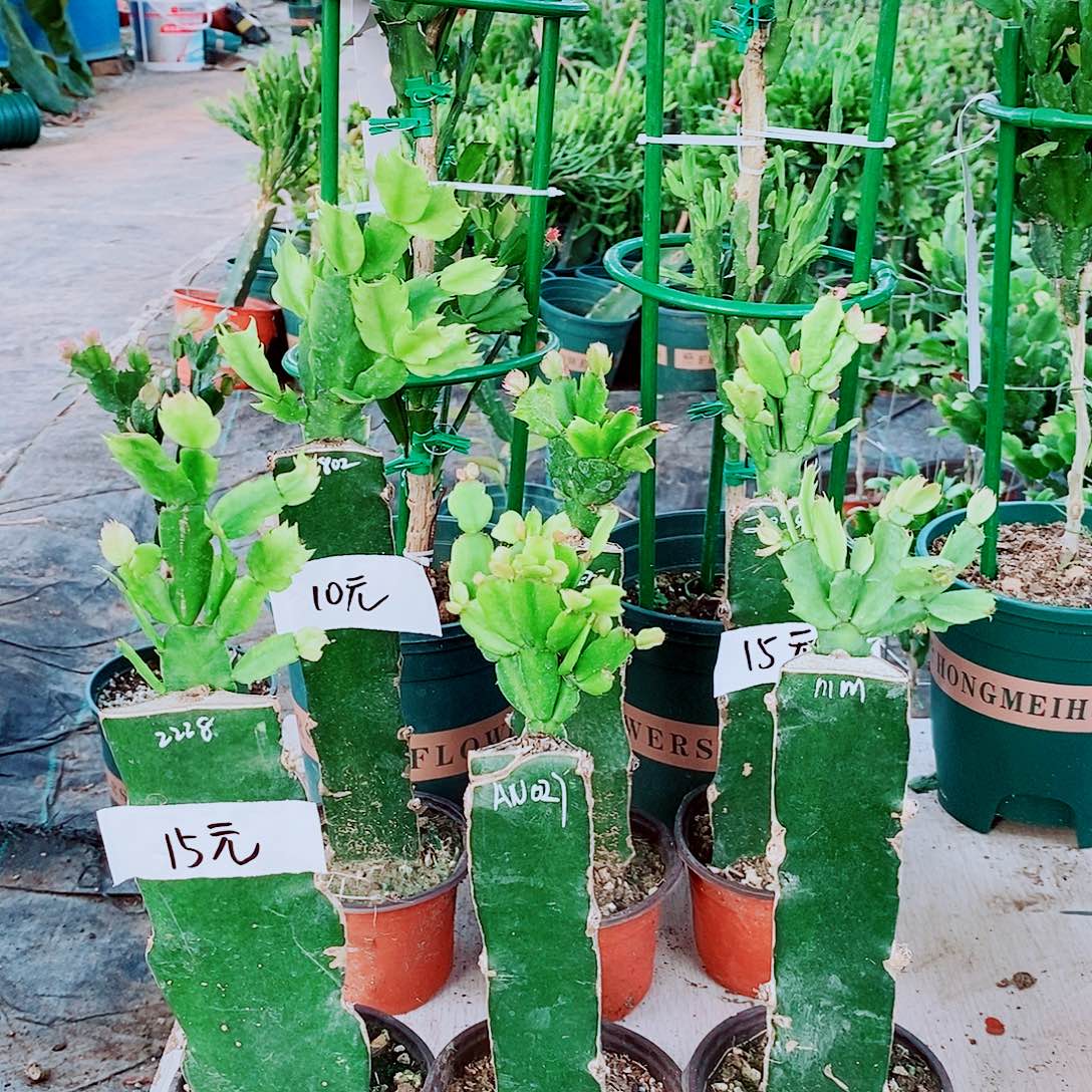 ****花无花朵重瓣蟹爪兰