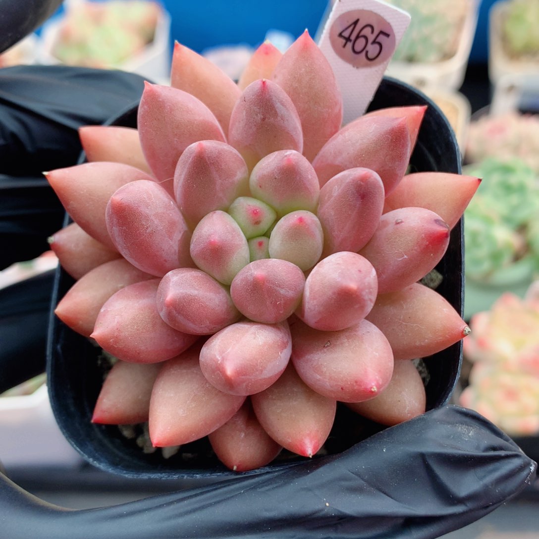 嘿嘿58包邮  群生不包整465