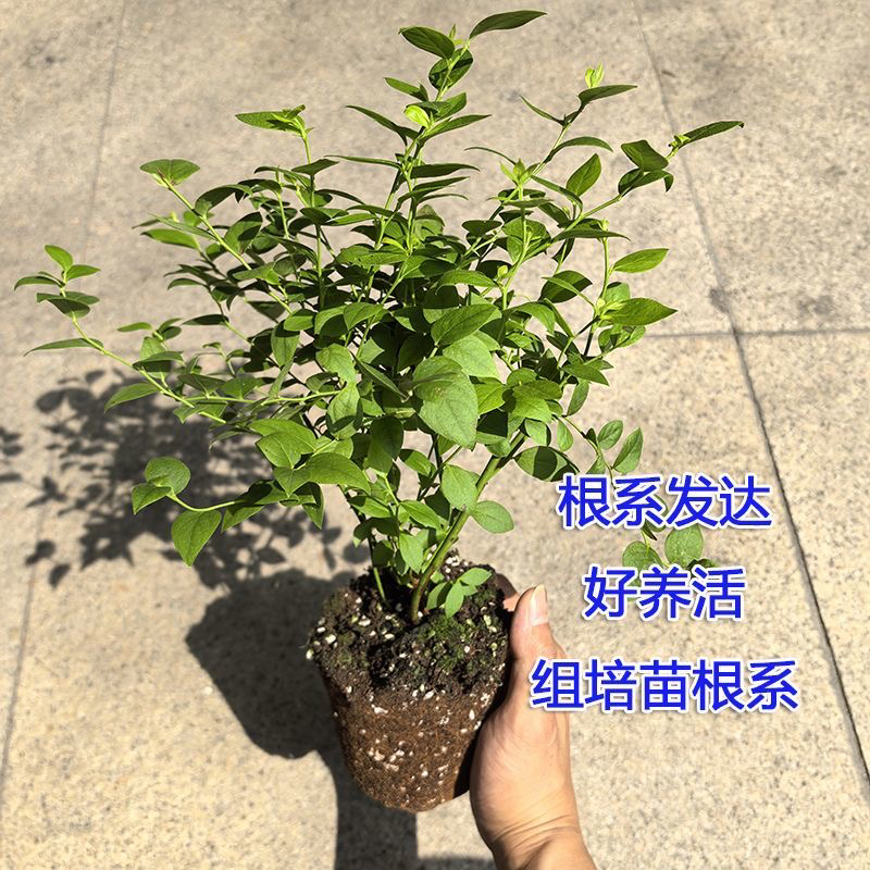 蓝莓苗2棵装 脱毒组培苗