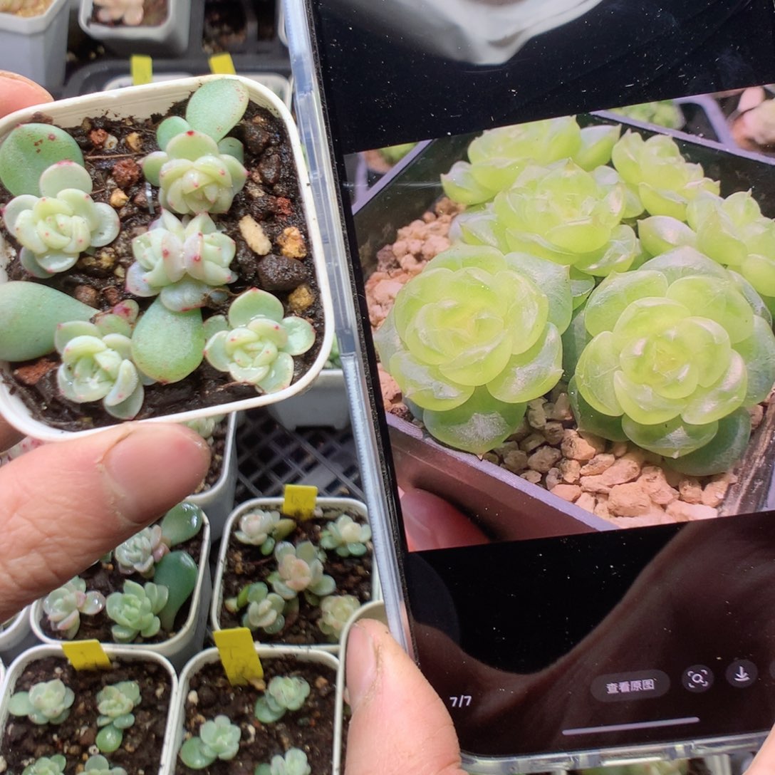 飘纸甜心5颗yyyyyy