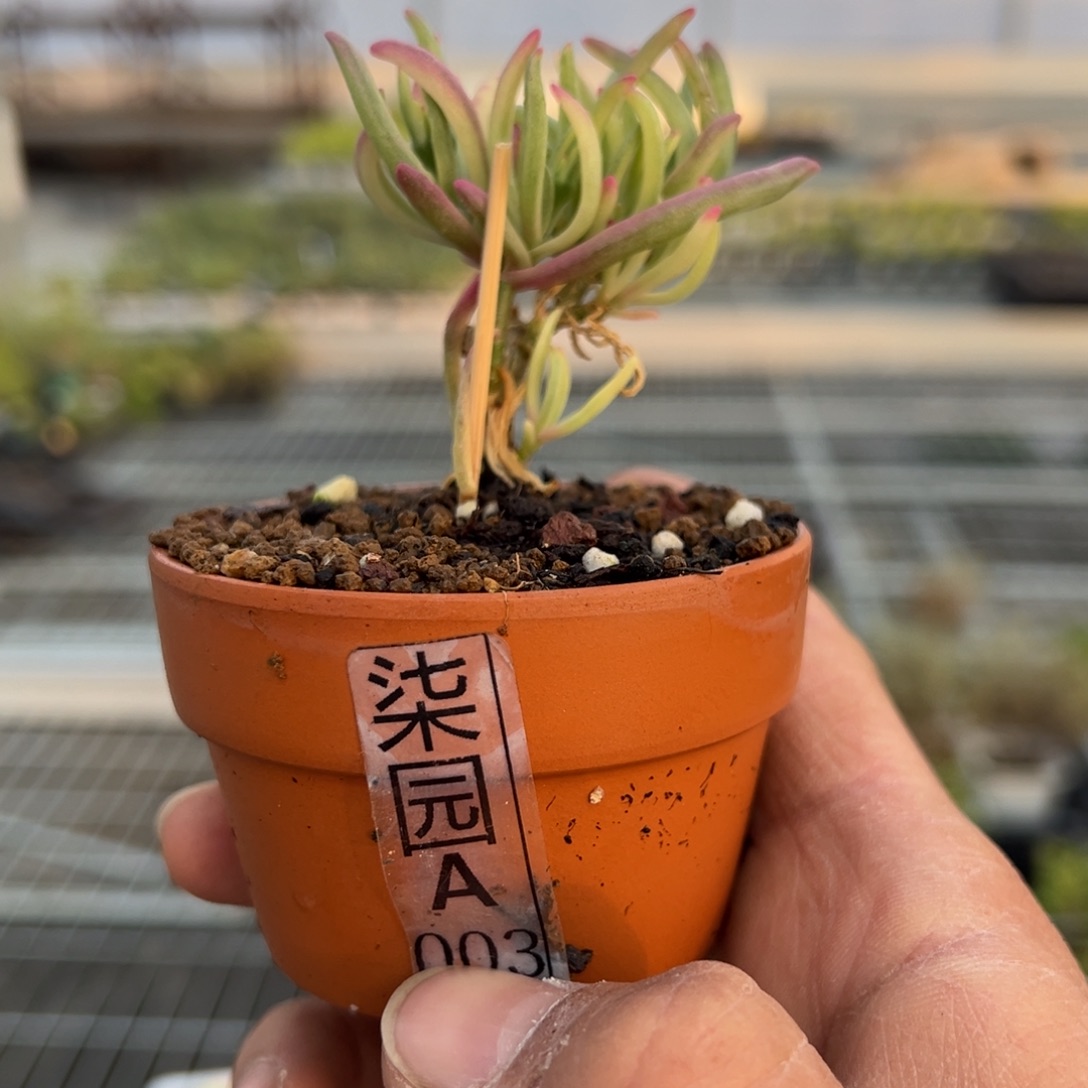 冰花锦带盆003号老桩
