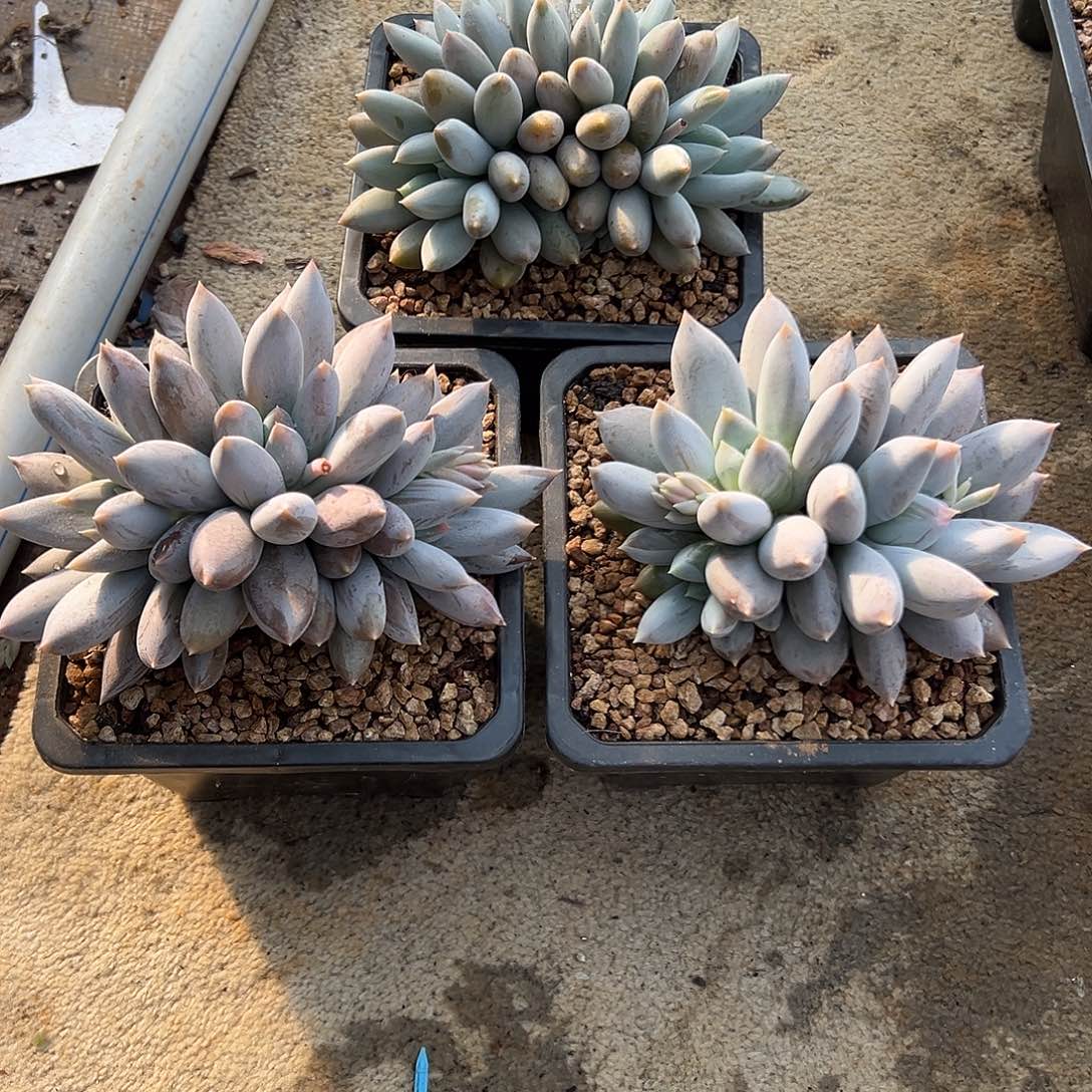 淼***牙哥特萝莉三颗多肉植物