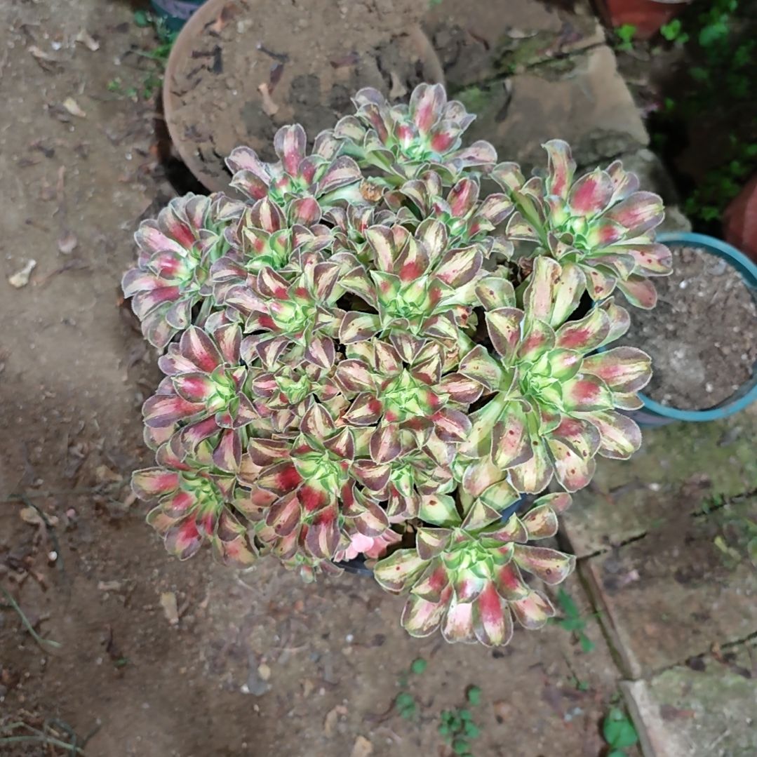 韶华法师一物一拍