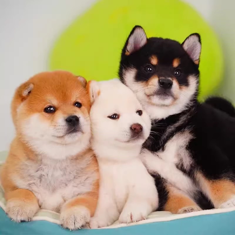 自选纯种小型犬柴犬雪纳瑞可爱幼犬