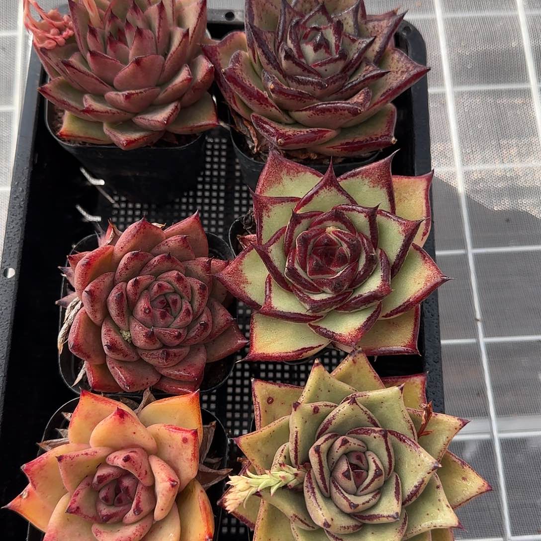 从前慢花园精选0129-3