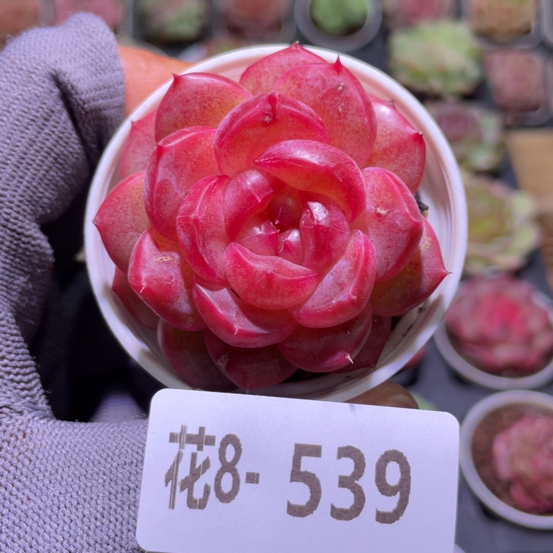 花利美8-539朝露 