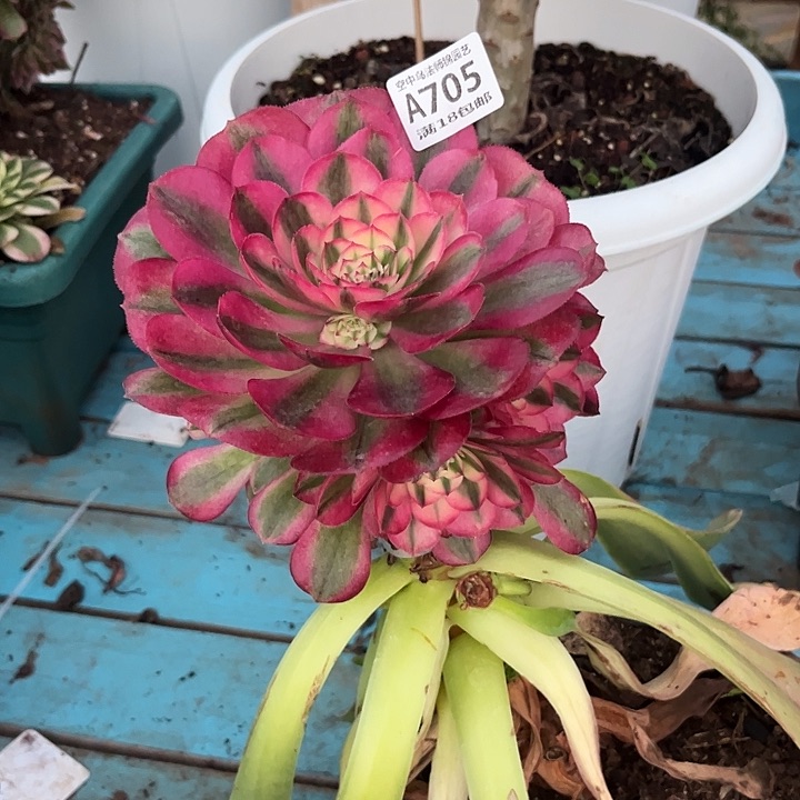 705倾城多肉植物