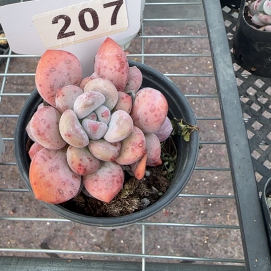207奥普 一物一拍多肉