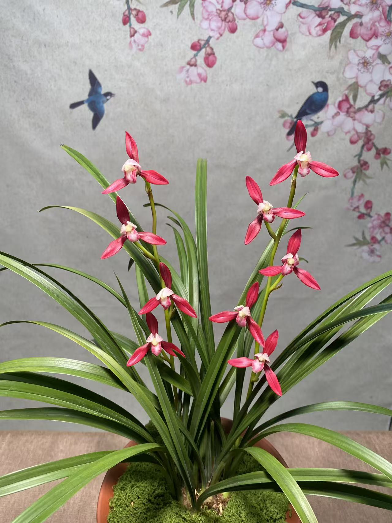 满堂红 精品兰花 带花苞 花开惊艳大红色 好养易存活绿植