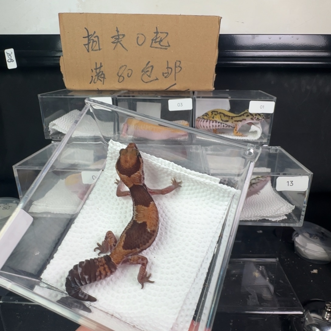 豹纹守宫原色瘾无纹妹妹