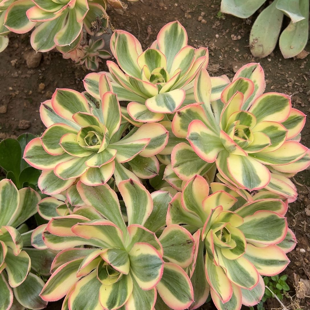 多肉植物燕姿群生有砍