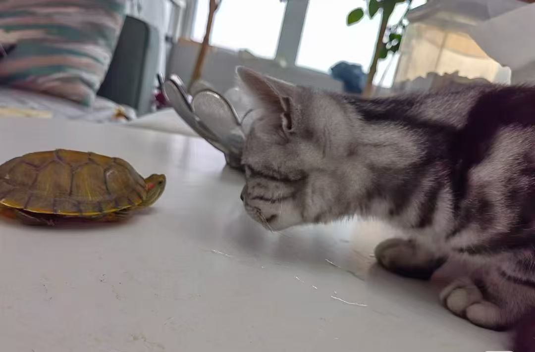 活体宠物-全款链接