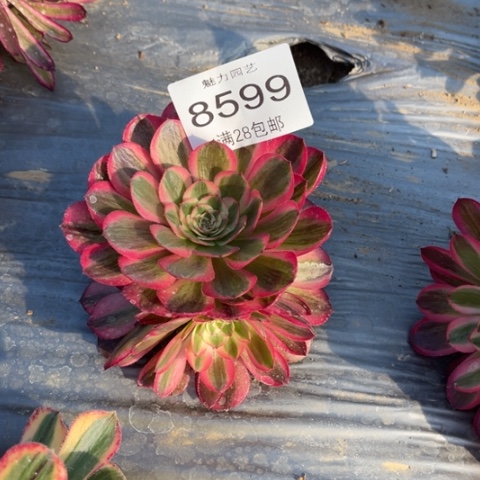 倾城多肉多肉8599