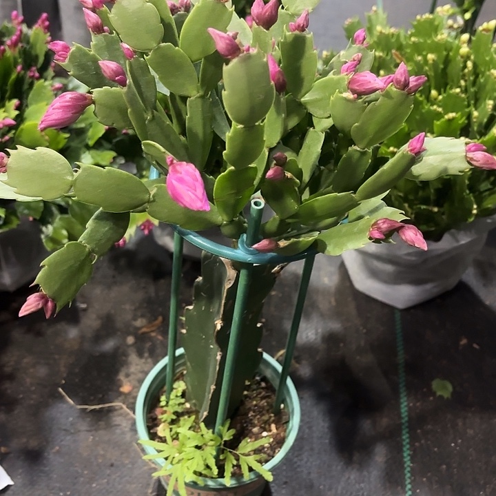 幸***笑当前无花栽培后可以开花