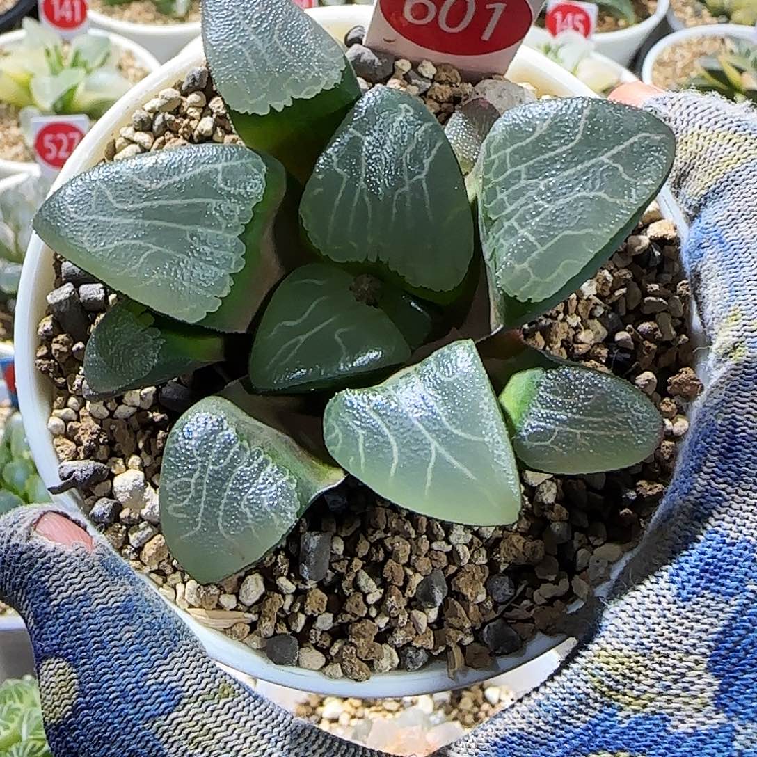 601号大型糯窗克 实生优选 7 厘米左右一物一拍带盆发货