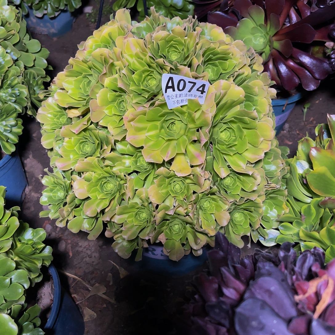 法师法师13-35包邮法师