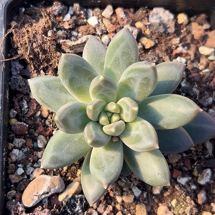 美人单头特价一物一拍