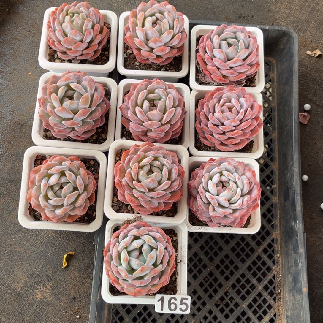 165号新疆西藏内蒙古不包邮的