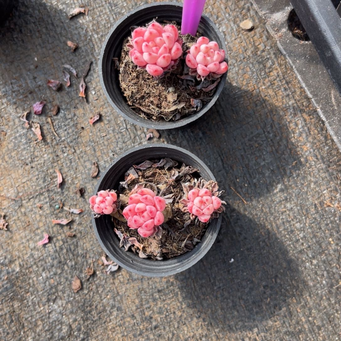 张****云尘多肉一物一拍859