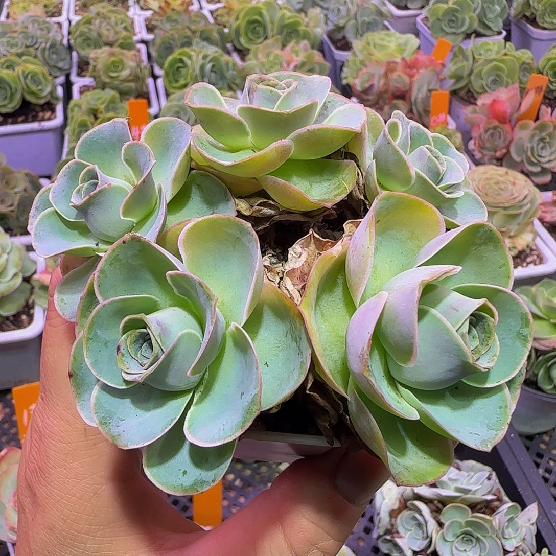 紫柍 非偏远包邮玻璃心慎拍