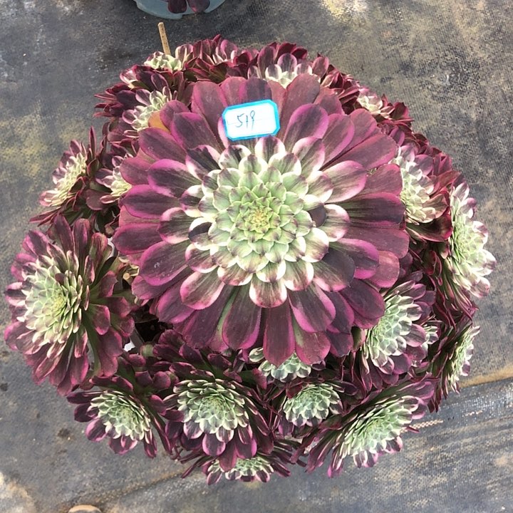 519紫嫣多肉法师