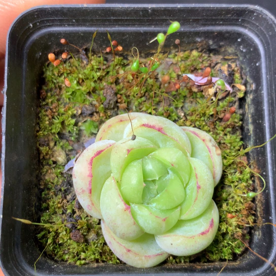 16 精品多肉一物一拍