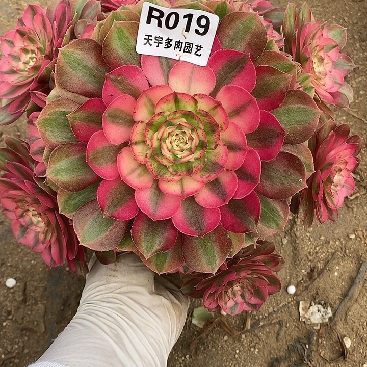 多肉植物火龙果019