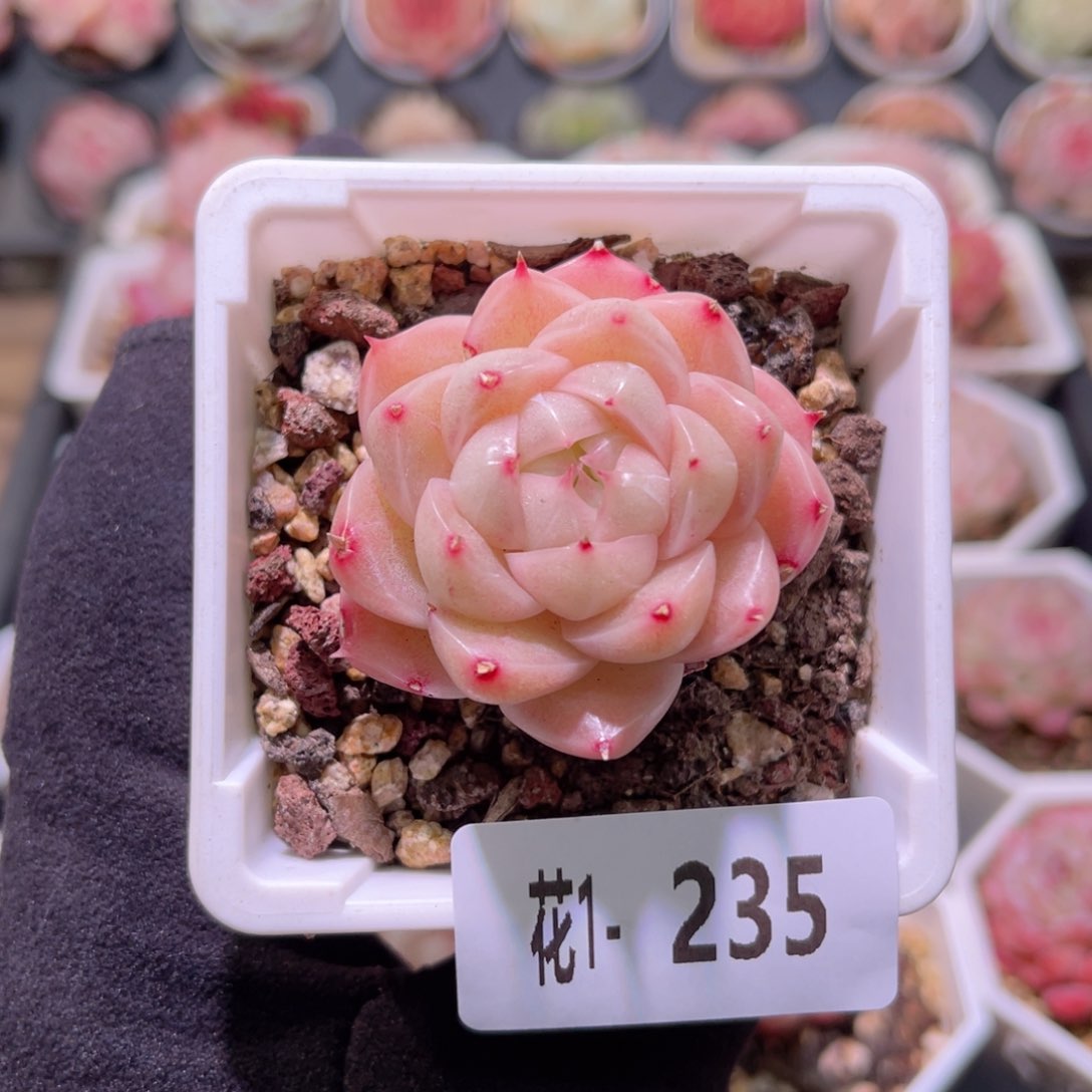 花利美1-235麦秆微瑕