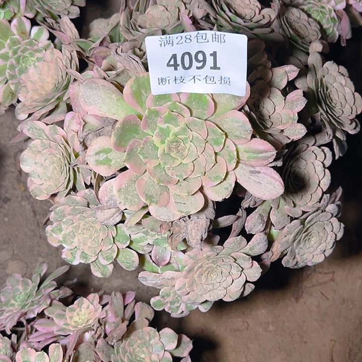 浪***！4091霁月多肉植物