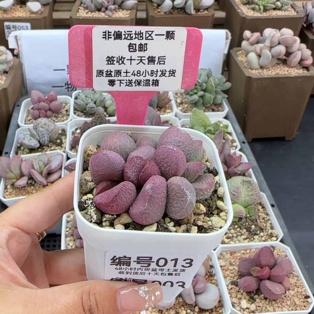 013夏娃多肉植物