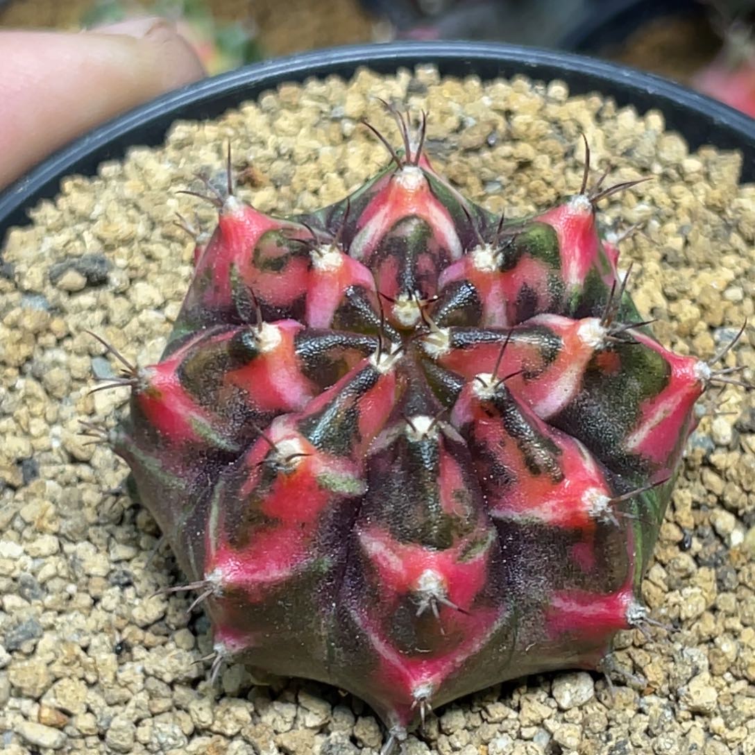 当前无花朵，栽培后可花朵橘粉虎斑