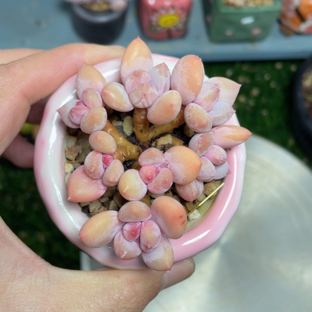 珍舞奶酪多肉植物