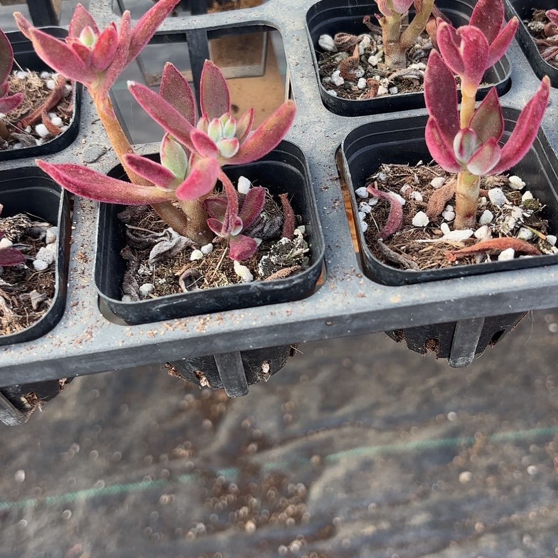 精品锦晃星多肉植物