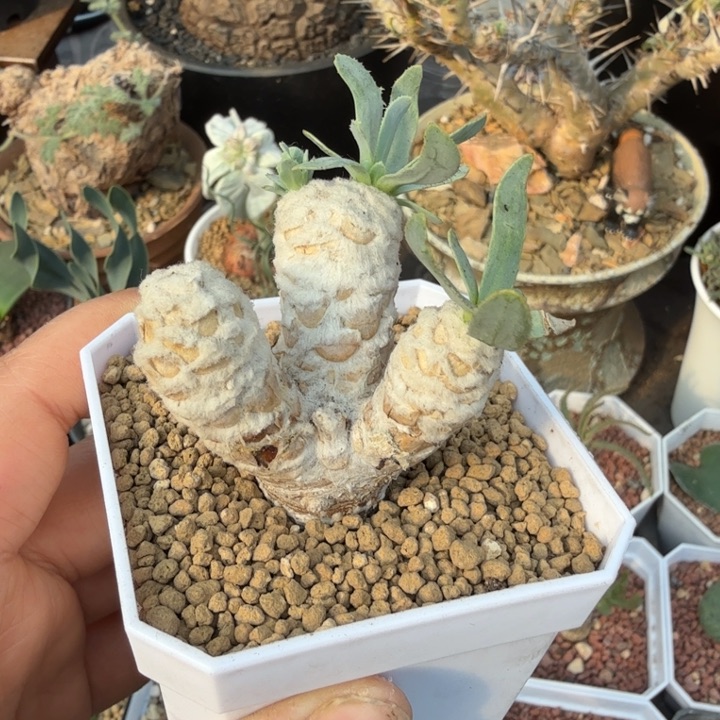 刨花厚墩菊（满28包邮）