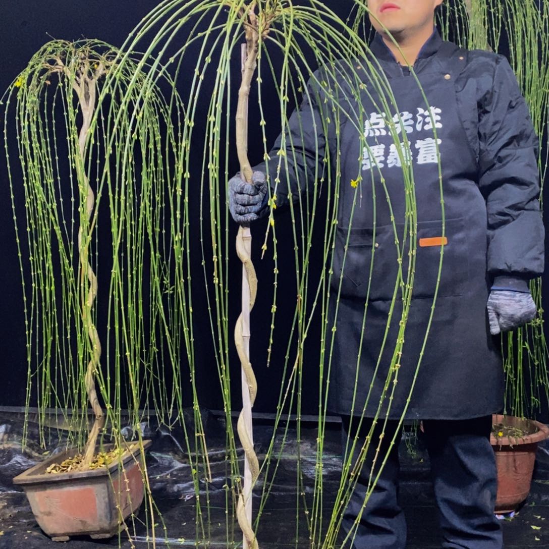 三台迎春，一物一拍，