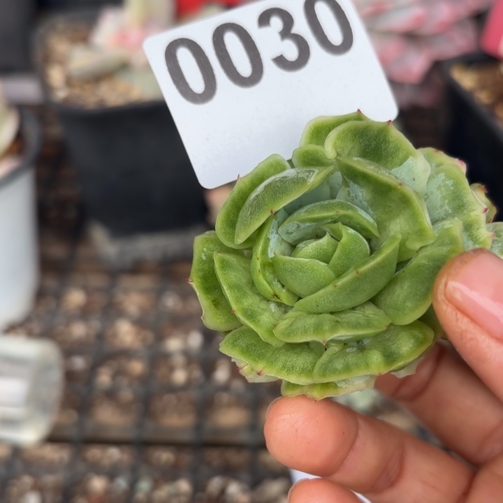 头盖锦无根多肉植物满18包邮当场凑单