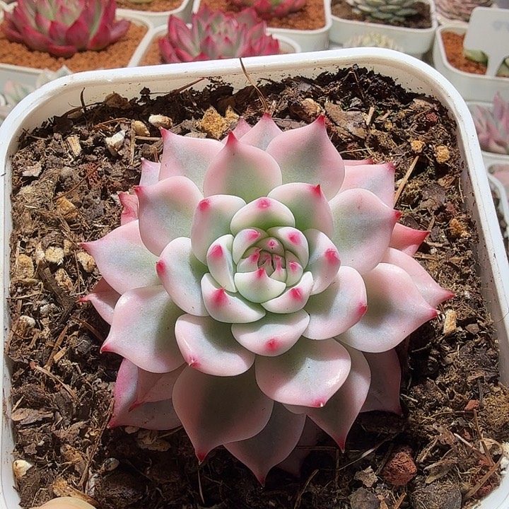 吉娃娃锦多肉植物