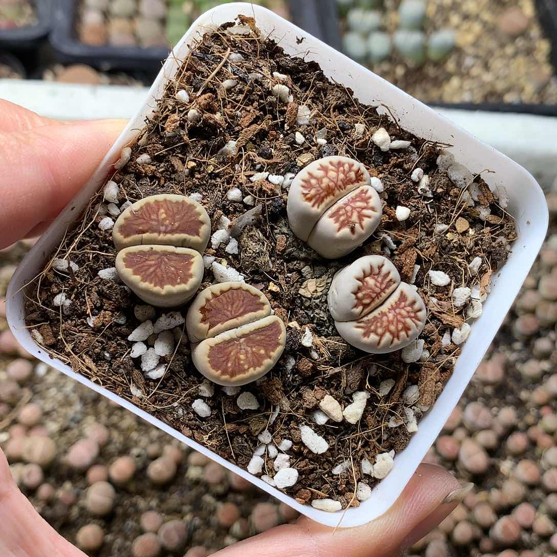 H414多肉植物保护研究所