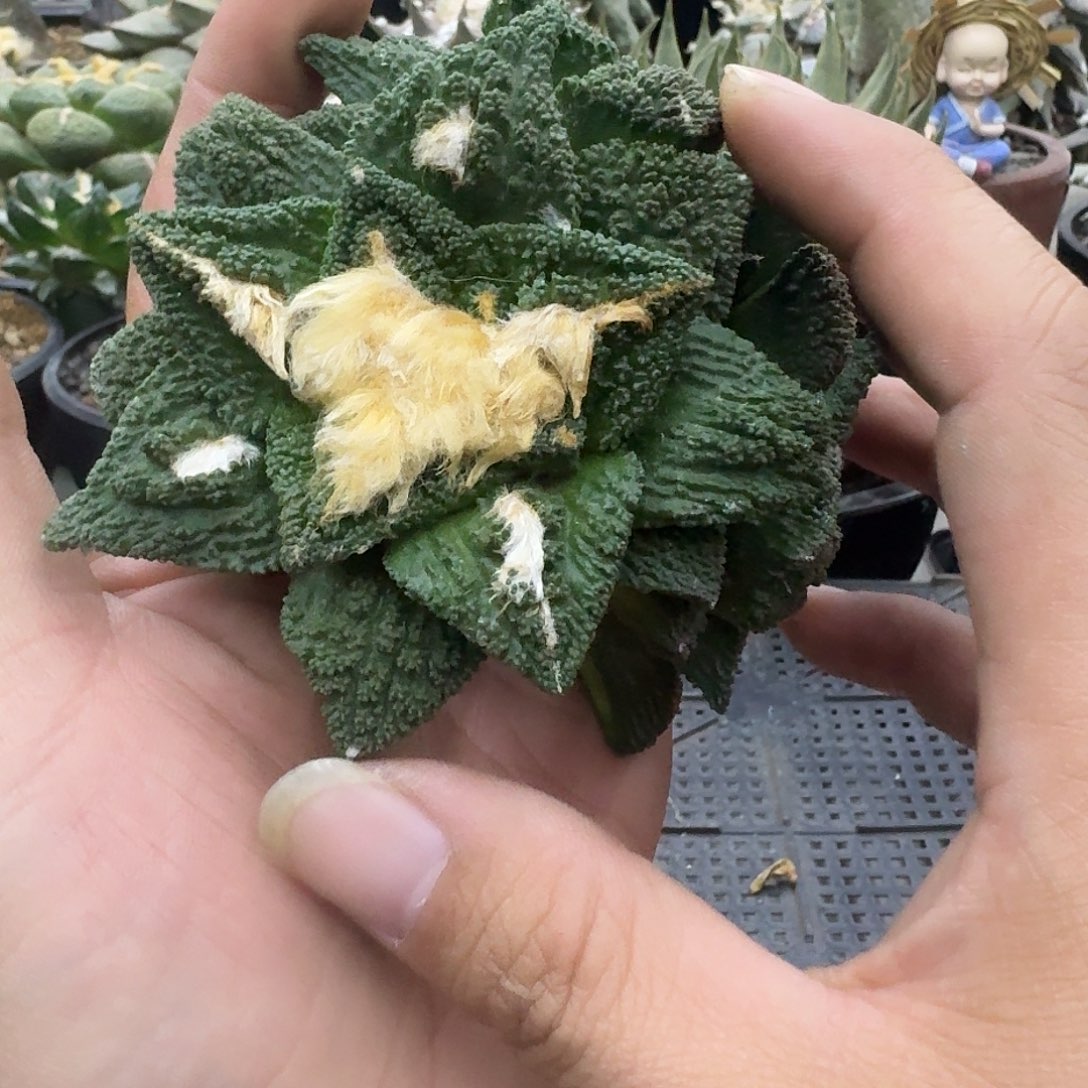 自根三头哥斯拉牡丹，暂未开根