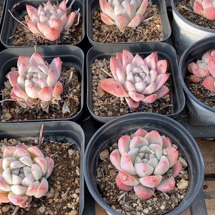 126。如梦令。混发。