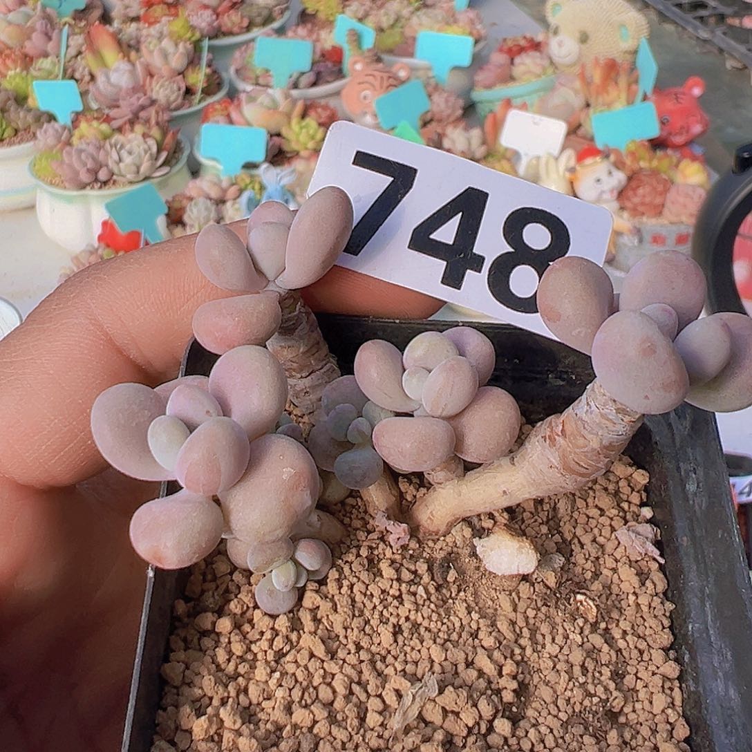 一物一拍30包邮66666