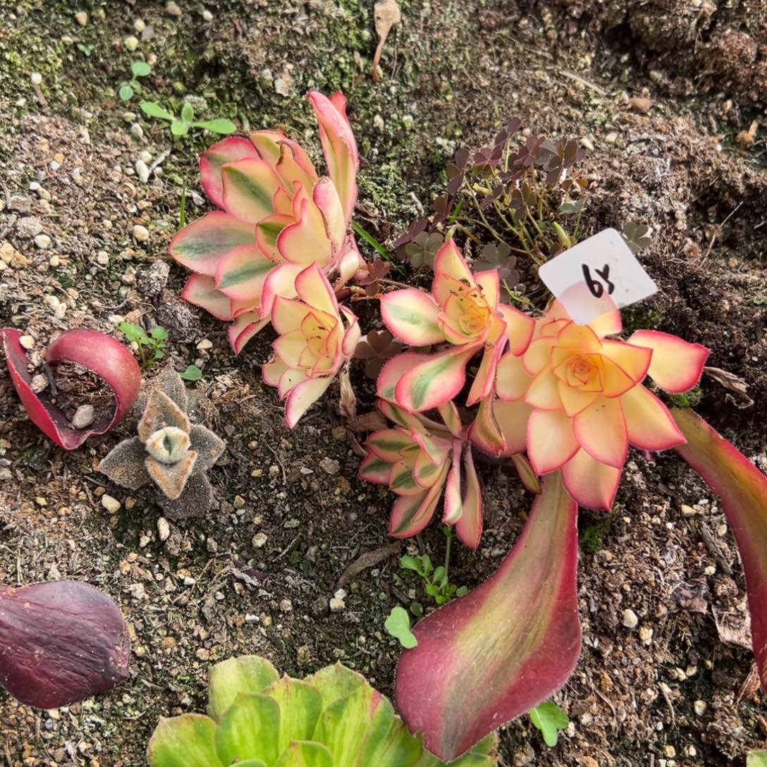 20包邮65爱丽丝一颗母本5