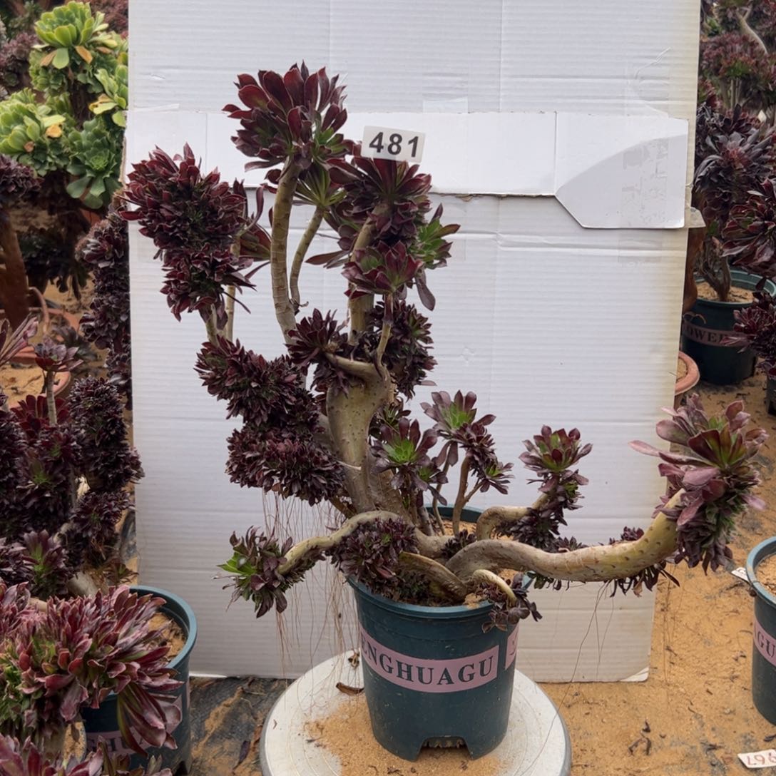 有伤黑缀481官府40