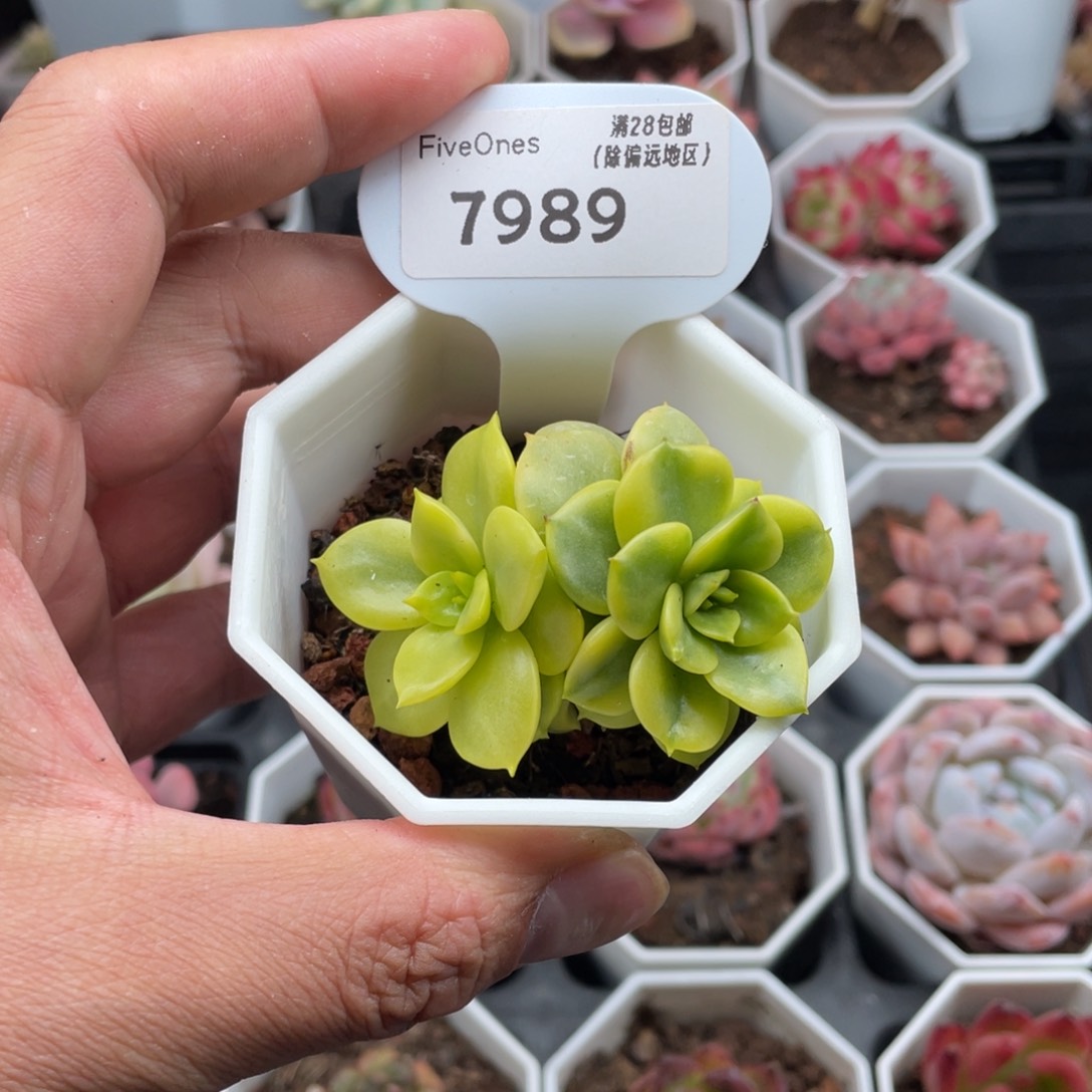7989蜡牡丹锦5.5厘米