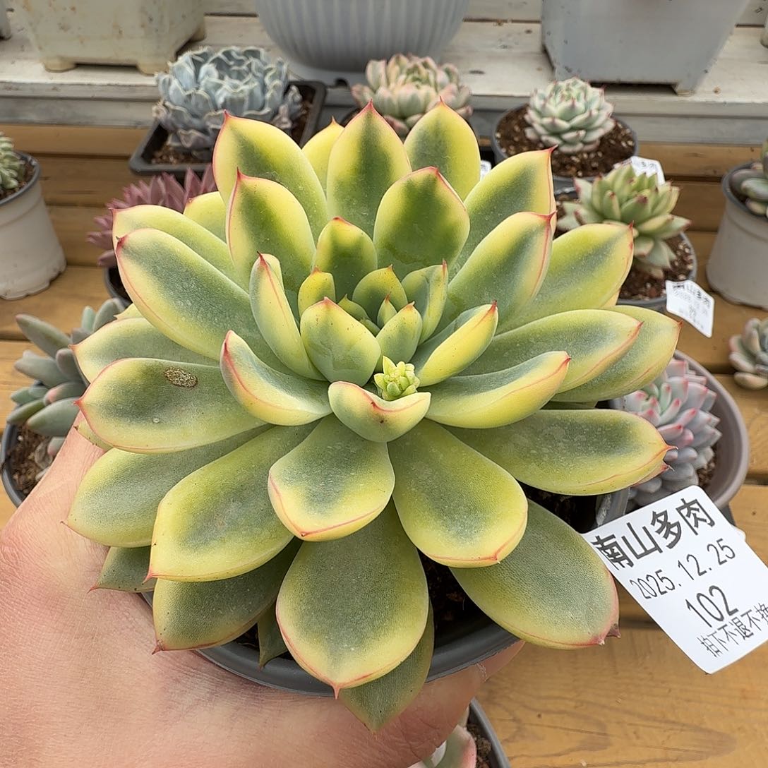 荷花锦11111225-102