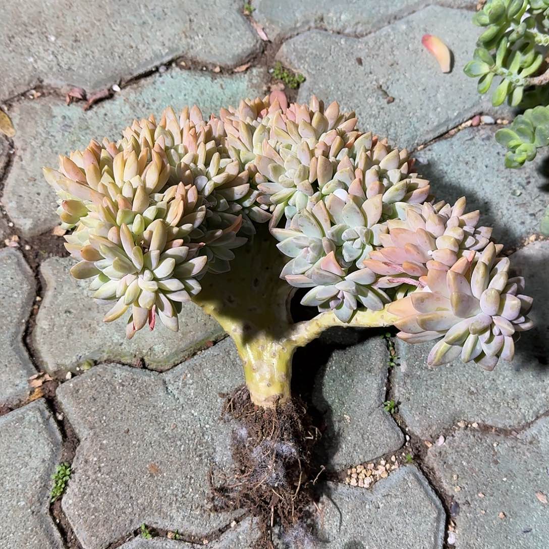 脱土淡雪缀化大号多肉植物