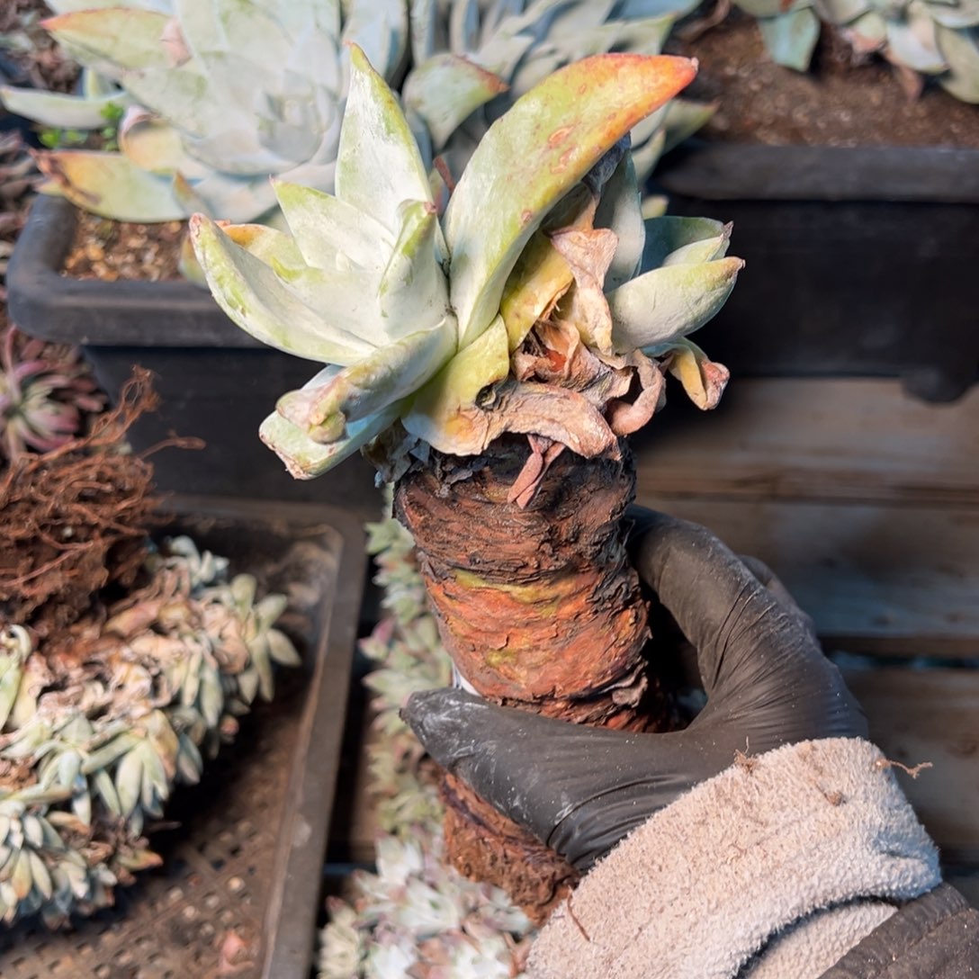 8516哈哈哈哈哈哈哈哈